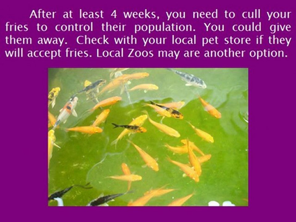 Spawning and Breeding Koi