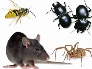 Friendswood Pest Control - Eagle Eye Pest Control