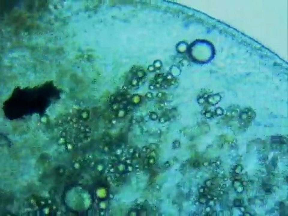 Les « yeux » de la planaire