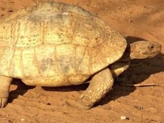 le 3ème peloton à Djibouti