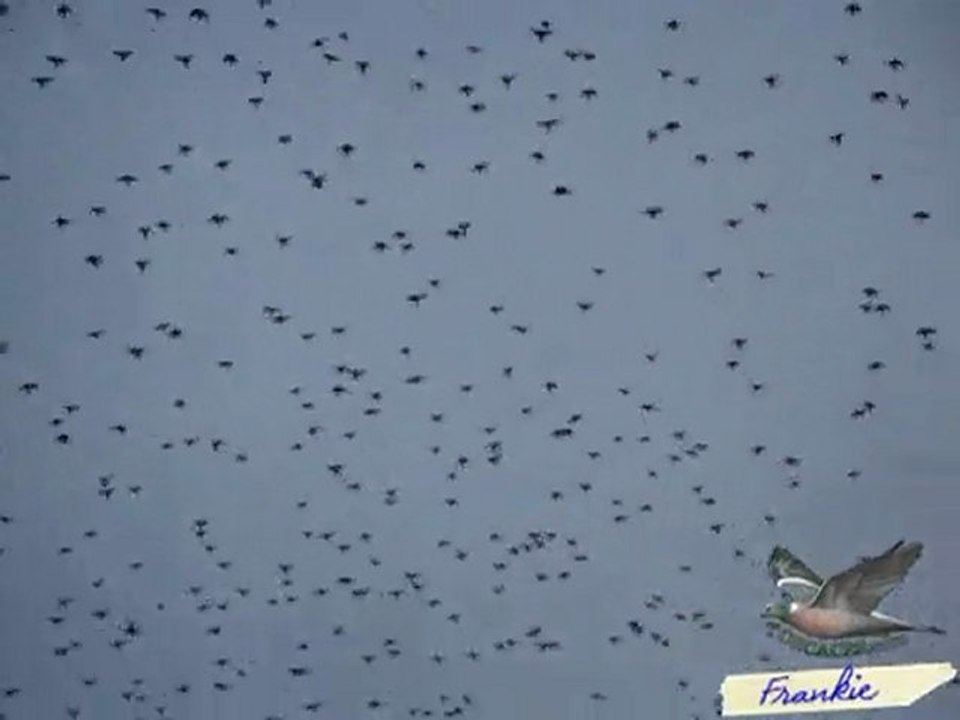 Entrada de paloma torcaz al dormidero en Extremadura