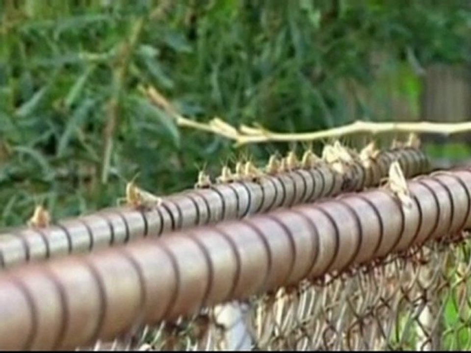 Locusts invade Queensland