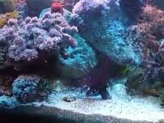 aquarium méditérranéen