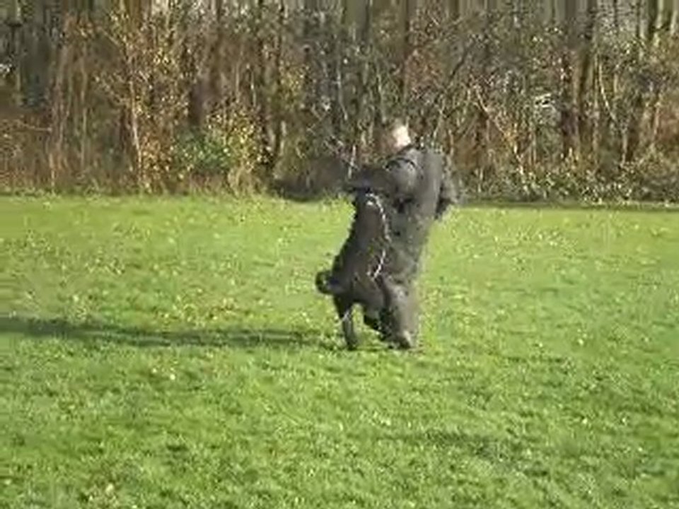 Gamble - Bouvier in de KNPV