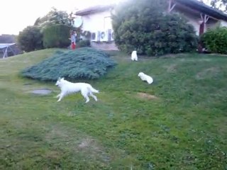 Jeux des chiens et des chiots