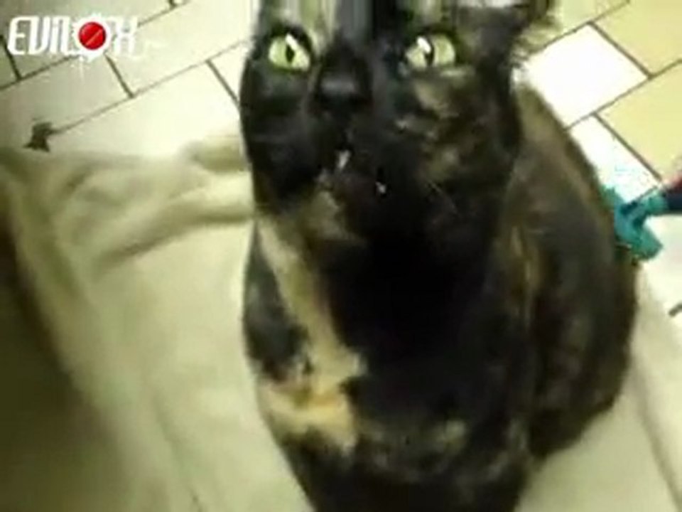 brossage d'un chat