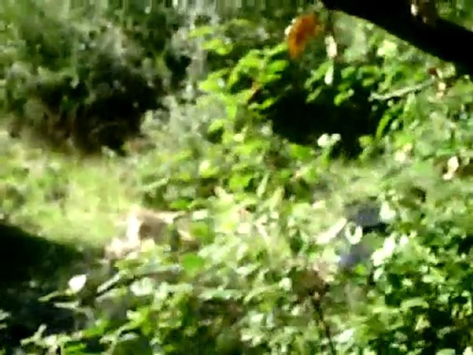 Bande Annonce ~Forest Lanta