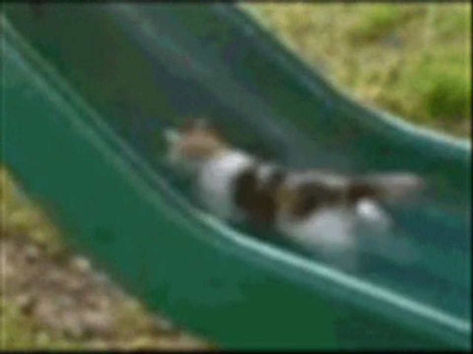 fun animals