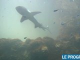 L'aquarium Grand Lyon ouvre sa nouvelle fosse aux requins