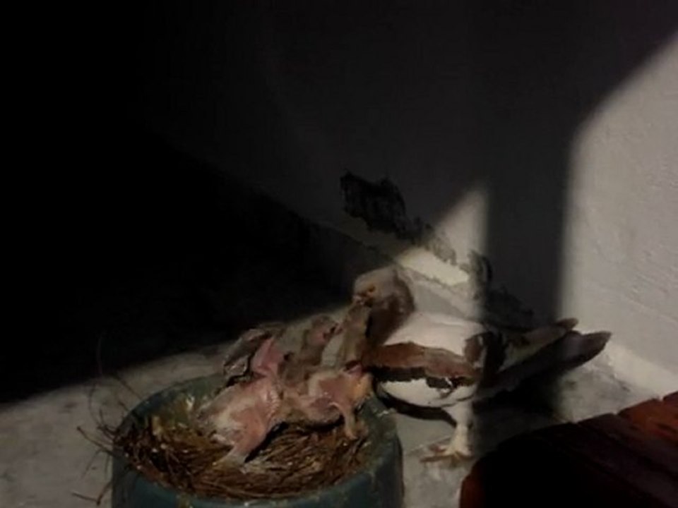 14 günlük güvercin yavruları 06 nisan 2010