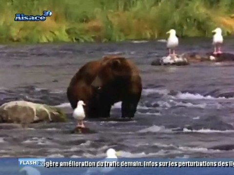 Le musée zoologique de Strasbourg : plus d'un million de specimens !