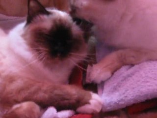 Mes sacrés de birmanie