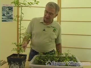 Bonsai seeds Growing a Successful Indoor Bonsai Tree