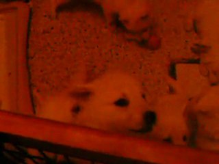 la maison des bergers blancs