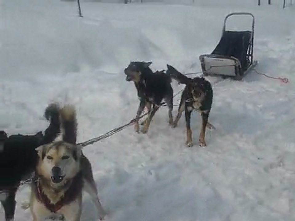 Chiens fous Rovaniemi