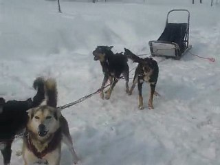 Chiens fous Rovaniemi