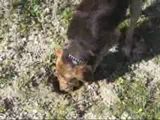 Lampo segugio da tartufi