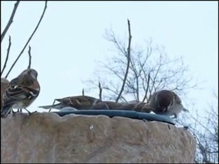 Azok a csodálatos madarak_2010.01.30_x264