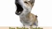Dog Barking Training-Top 3 Tips on Dog Barking Training
