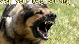Top 6 Tips on How to Stop Your Dog Barking