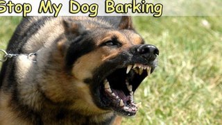 Stop My Dog Barking-Top 6 Tips On How to Stop My Dog Barking