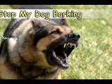 Stop My Dog Barking-Top 6 Tips On How to Stop My Dog Barking