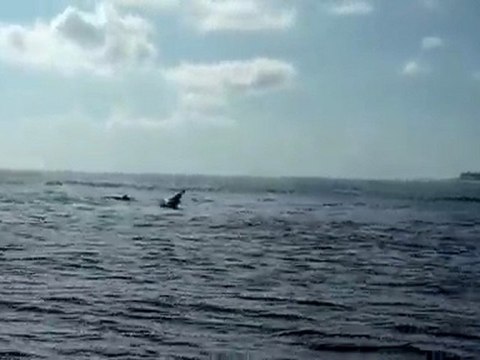 Bird Island Dauphins 1