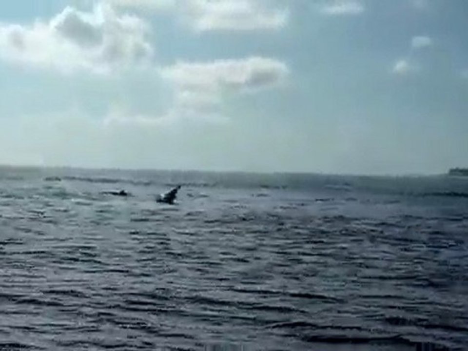 Bird Island Dauphins 1