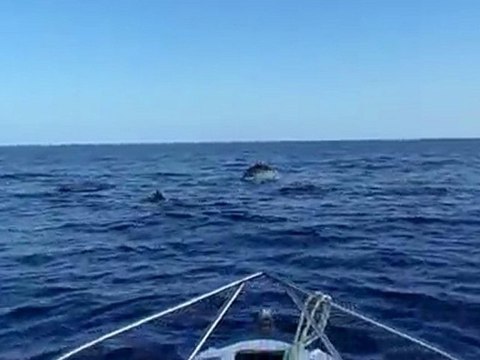 Bird Island Dauphins 2