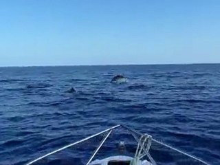 Bird Island Dauphins 2