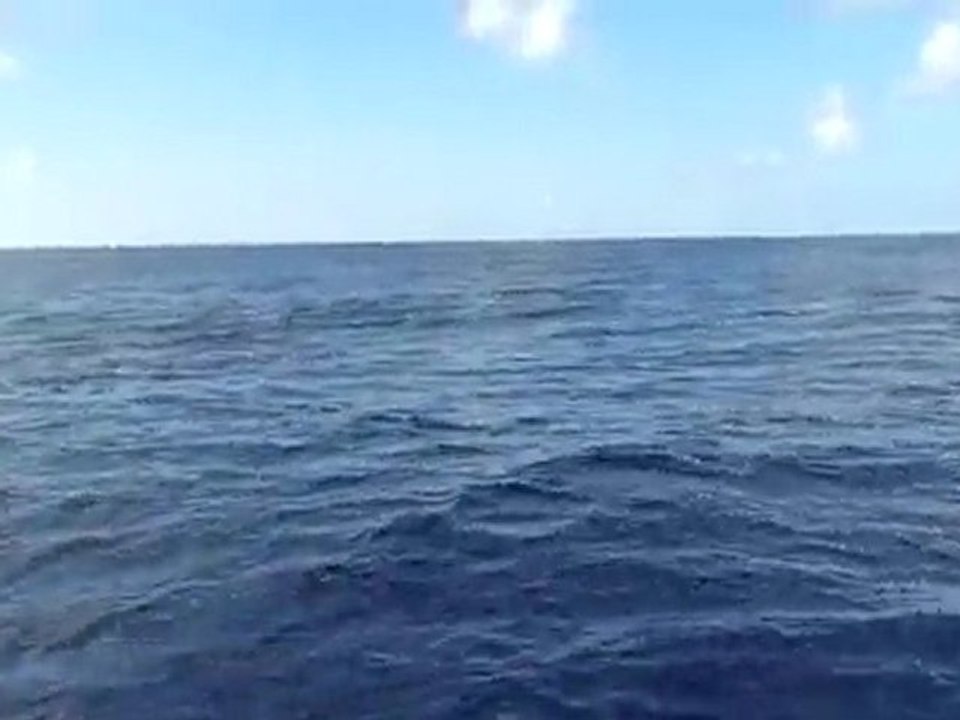 Bird Island Dauphins 3