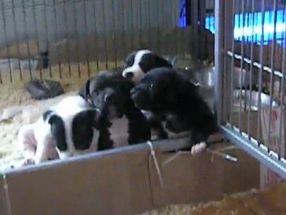 bbs celtic 08 04 2010 _001