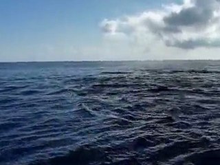 Bird Island Dauphins 5