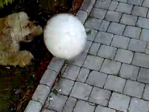 Cocker Américain aboie sur un ballon de foot