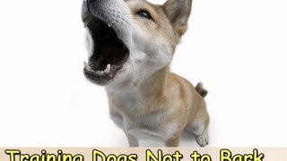 Top 5 Tips On Training Dogs Not to Bark