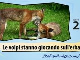 Learn Italian-Learn with Italian wild animals video