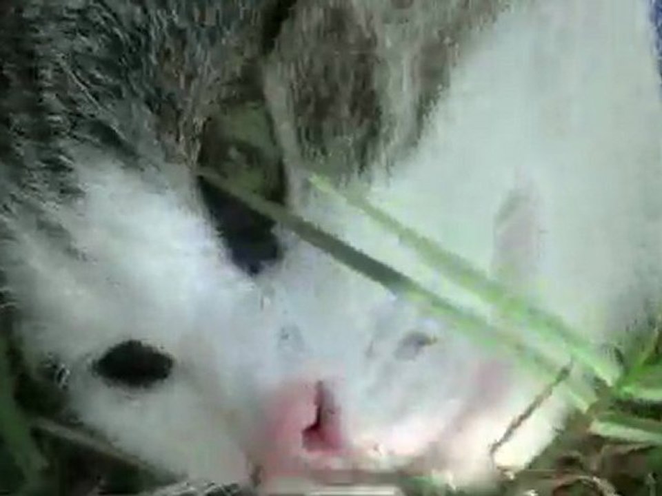 cateye2