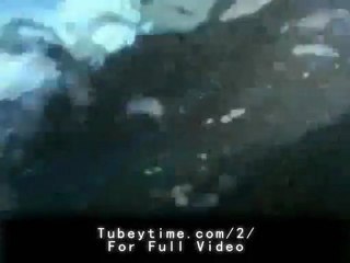 Killer Whale Vs Great White Shark