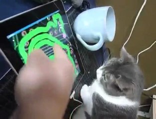 Un chat qui joue avec un ipad