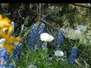 Flowers of Willow Loop ~ Texas Hill Country