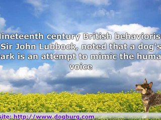 Do You Know What Your Dog Is Saying?