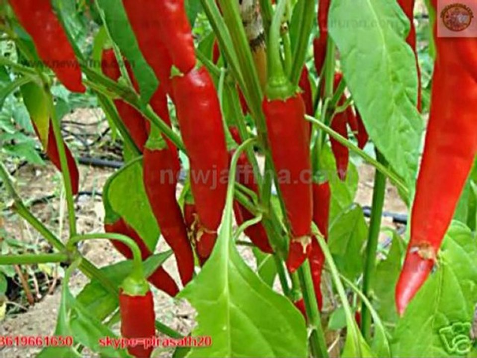 jaffna song யாழ்ப்பாணம் yarl