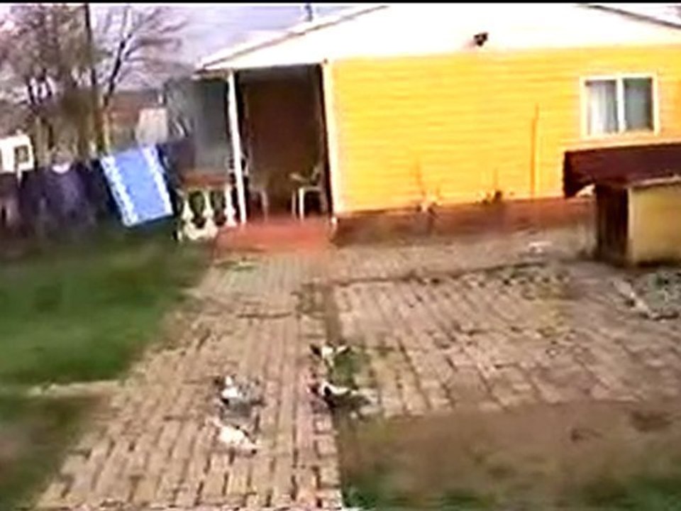 yalovadan şahin soyluoğlu güvercin 1