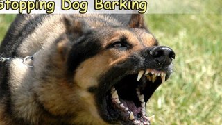 Stopping Dog Barking-Top 4 Tips On Stopping Dog Barking