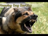 Stopping Dog Barking-Top 4 Tips On Stopping Dog Barking