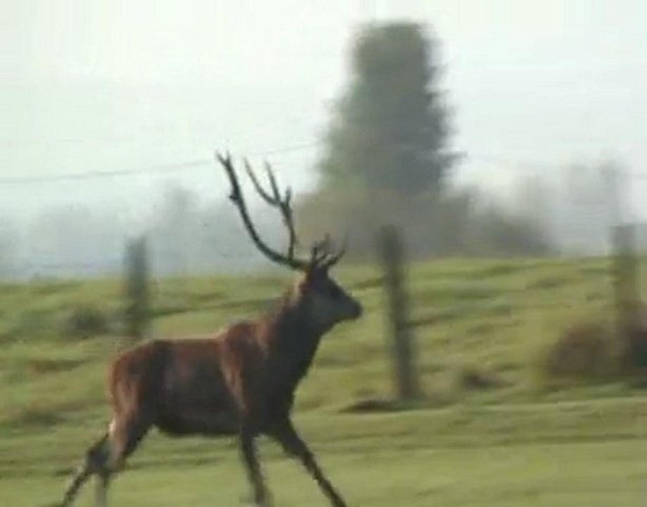 Grand vieux cerf