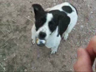 Freccia, addestramento alla ricerca del tartufo