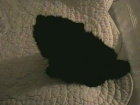 Mes chats Shanel & Ninja