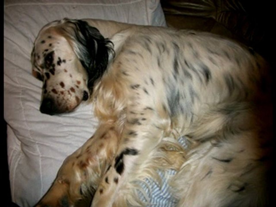 setter anglais en action de chasse