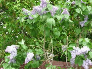 Слайдшоу (г. Козьмодемьянск, РМЭ)